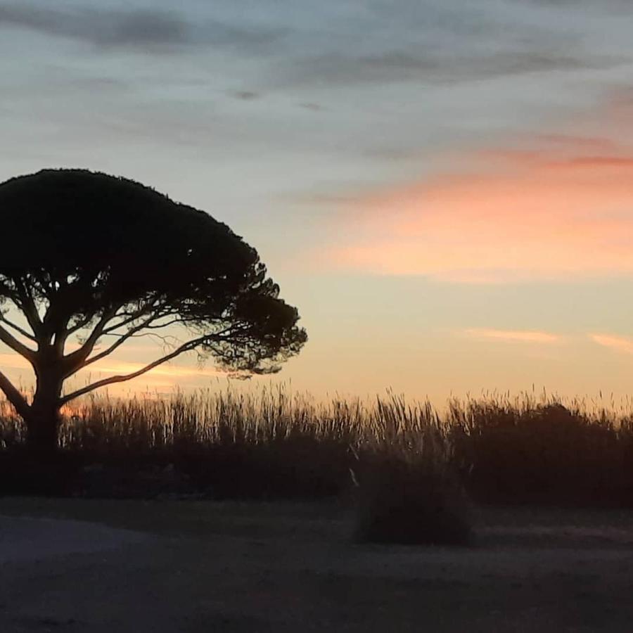 Le Mas De Mon Pere Saintes-Maries-de-la-Mer Exteriör bild